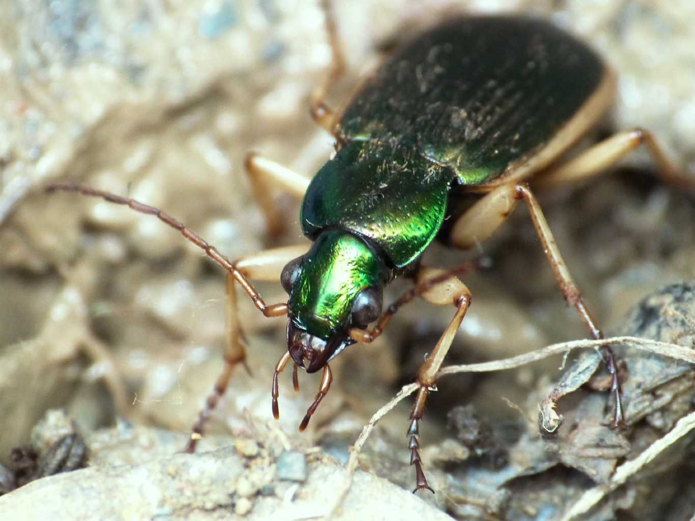 Chlaenius velutinus
